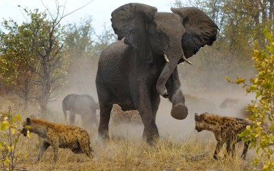 Chasing Elephants: Hunting the right deals